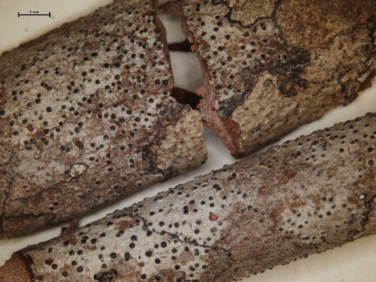 Anthracothecium subglobosum image