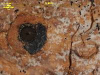 Anthracothecium thwaitesii image