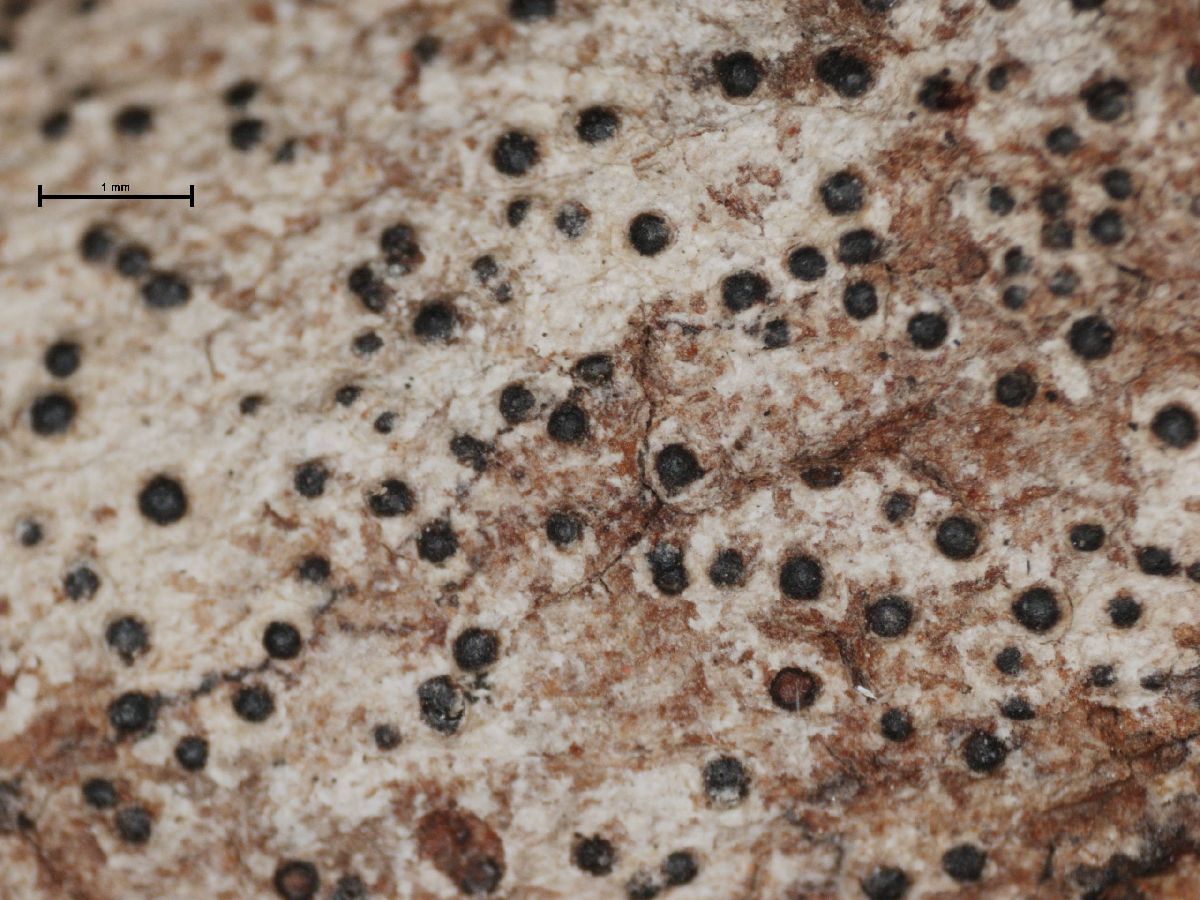 Anthracothecium image