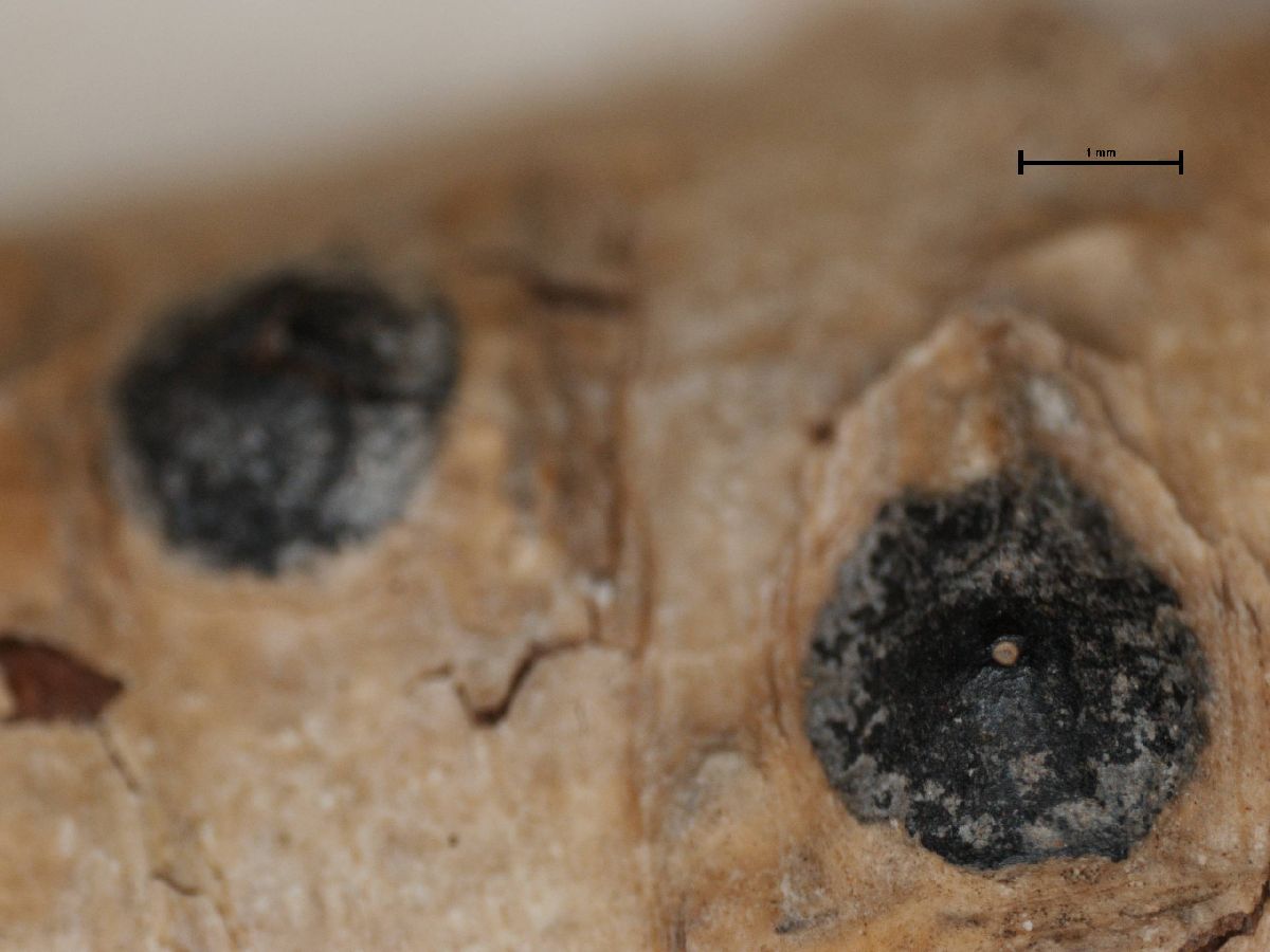 Anthracothecium thwaitesii image