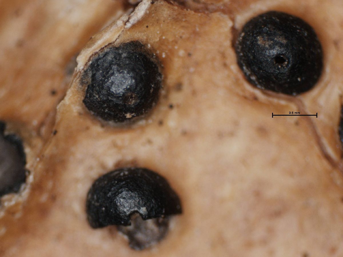Anthracothecium image