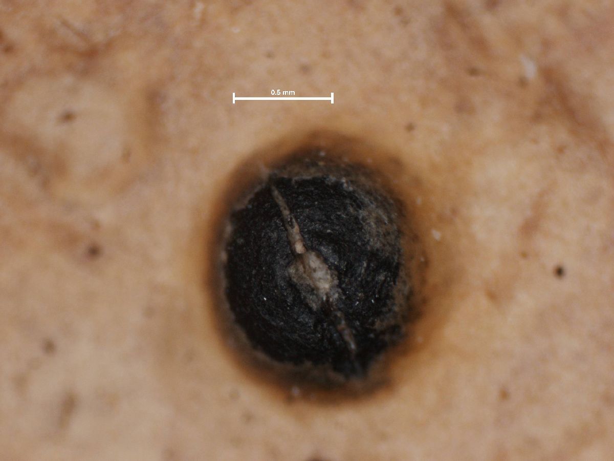 Anthracothecium variolosum image
