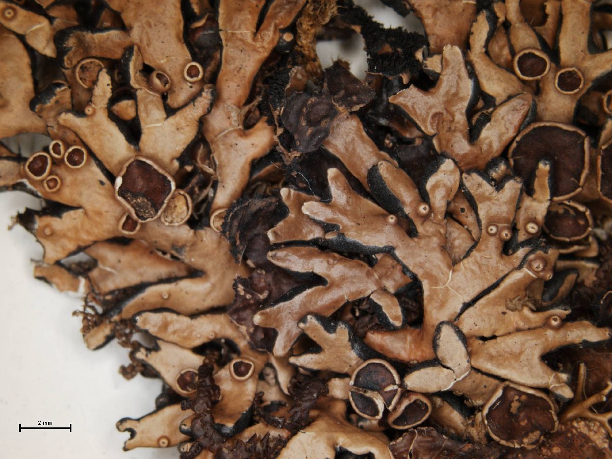 Anzia formosana image