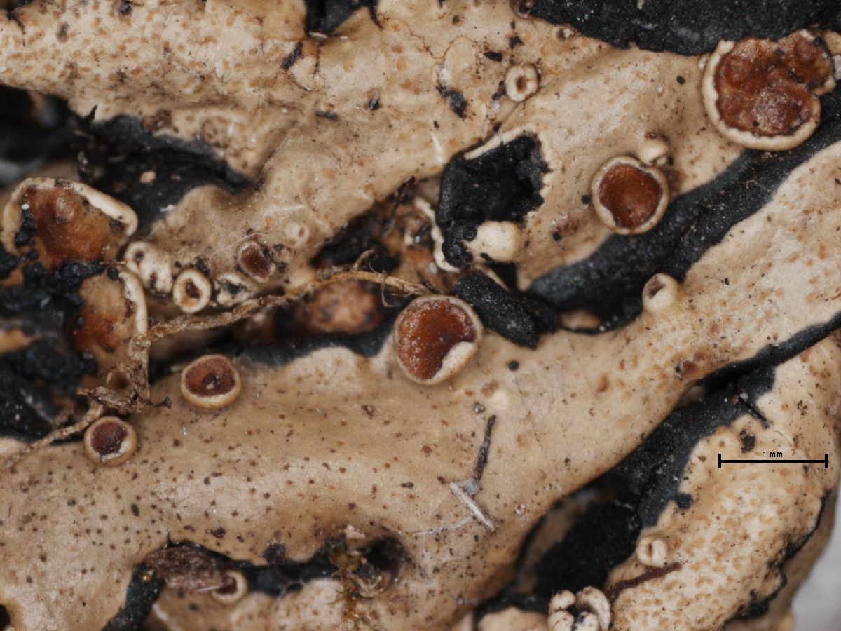 Anzia formosana image