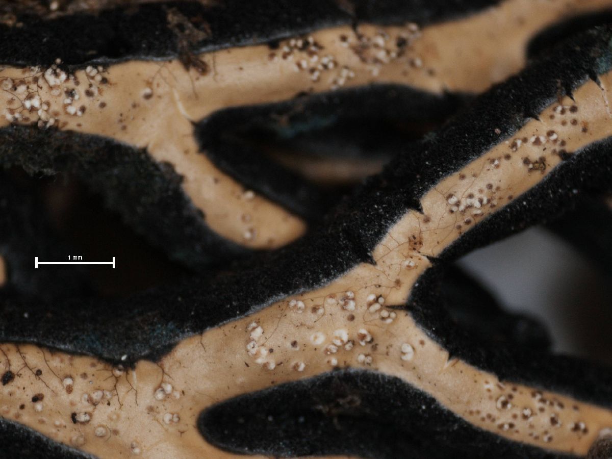 Anzia gregoriana image