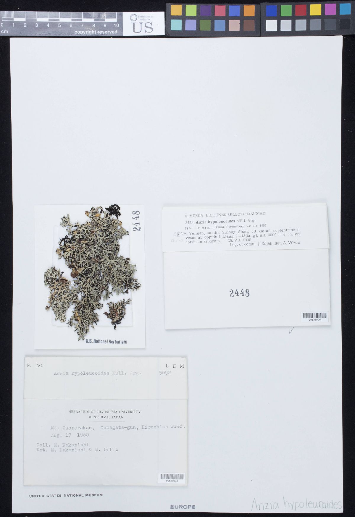 Anzia hypoleucoides image