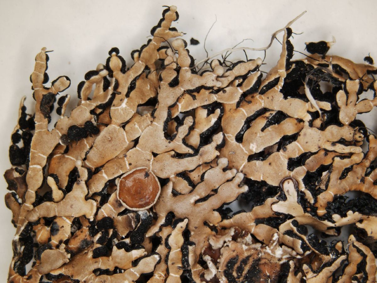 Anzia japonica image