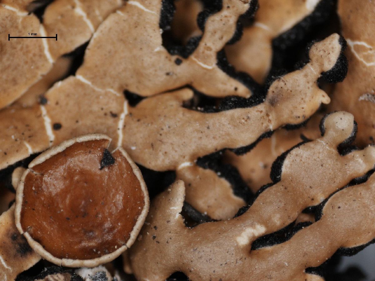 Anzia japonica image