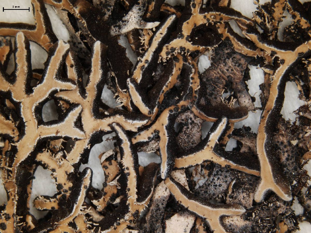 Anzia leucobates image