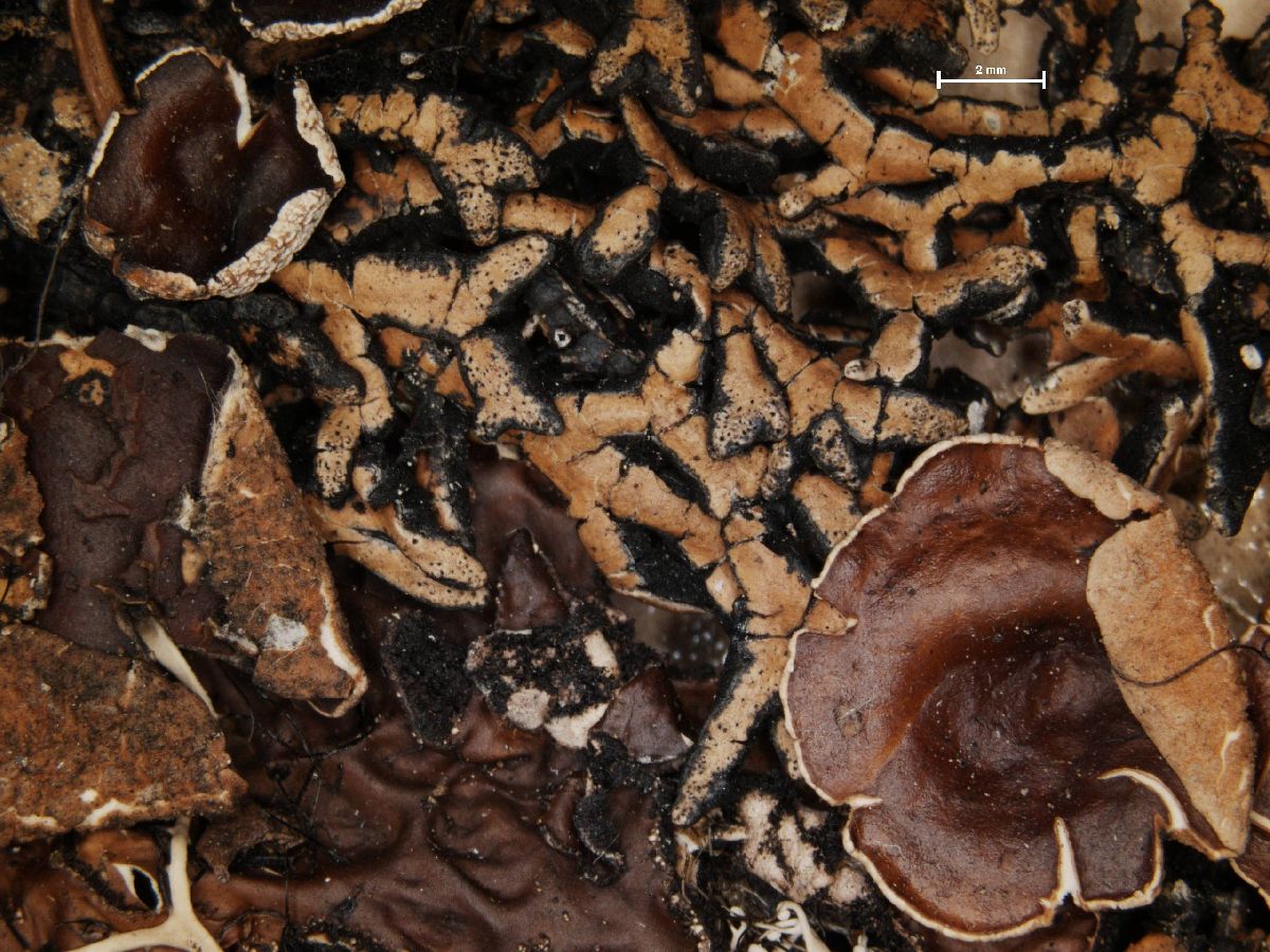 Anzia leucobatoides image