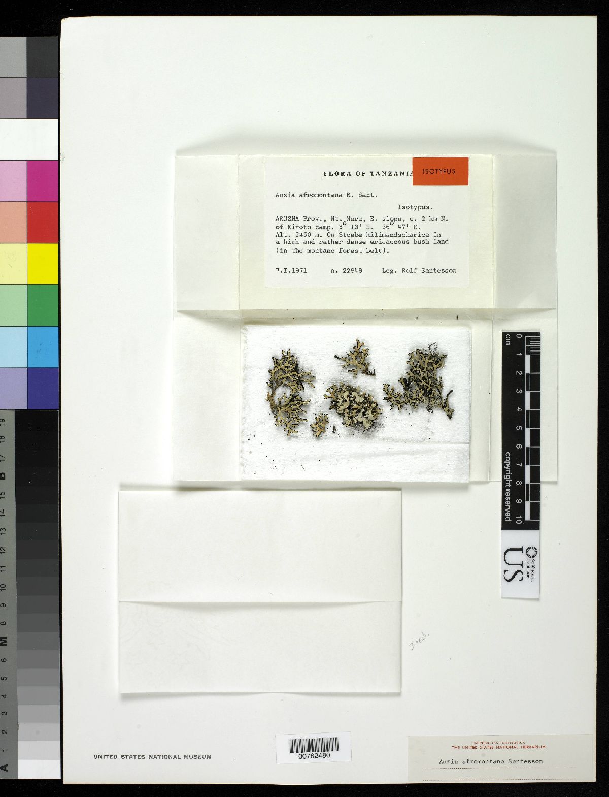 Anzia afromontana image