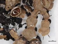 Anzia opuntiella image