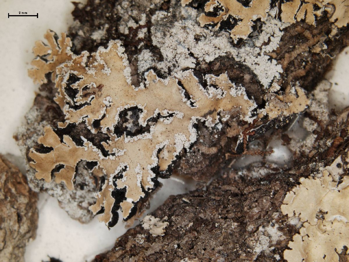 Anzia ornata image