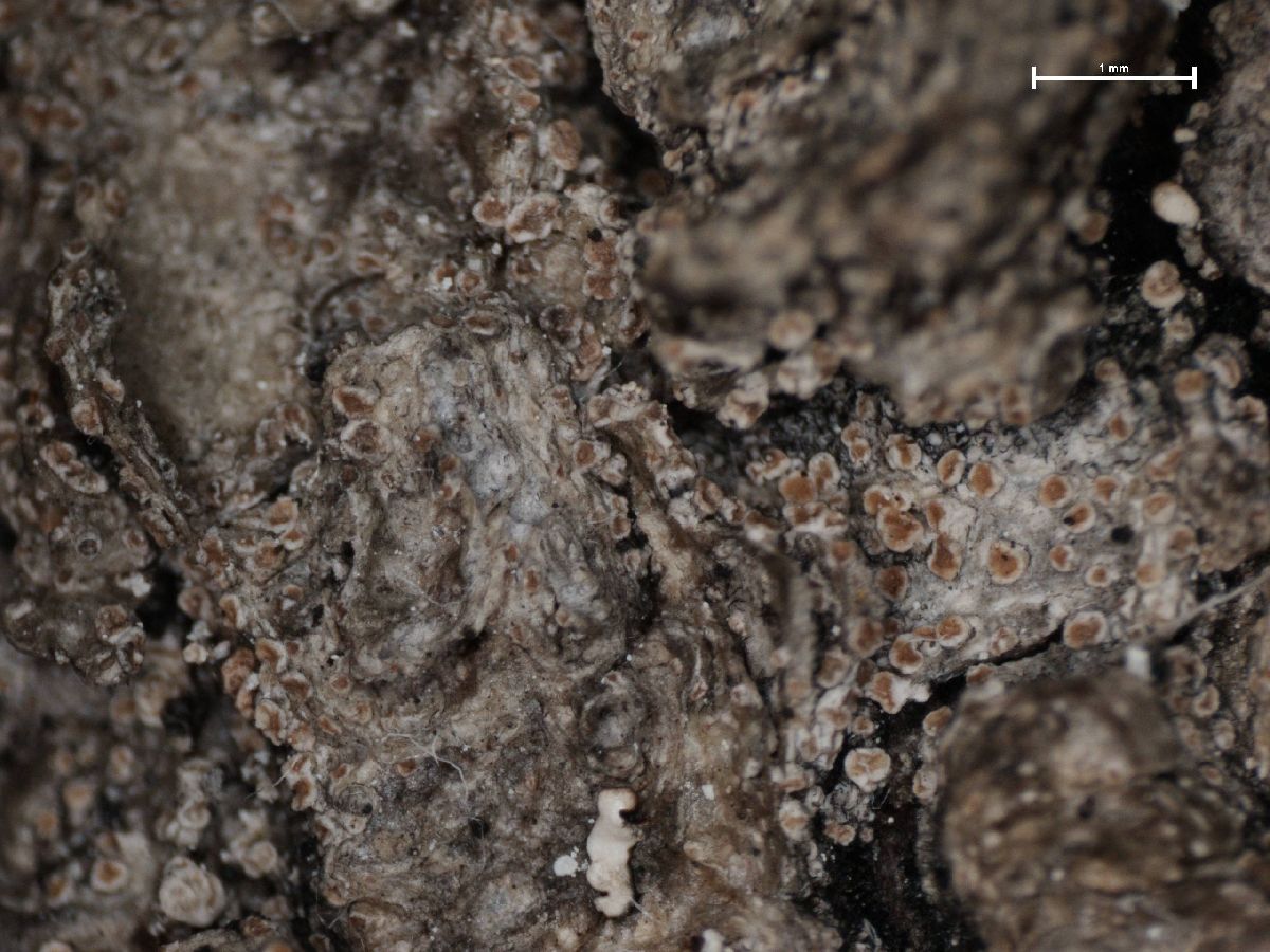 Anzina carneonivea image
