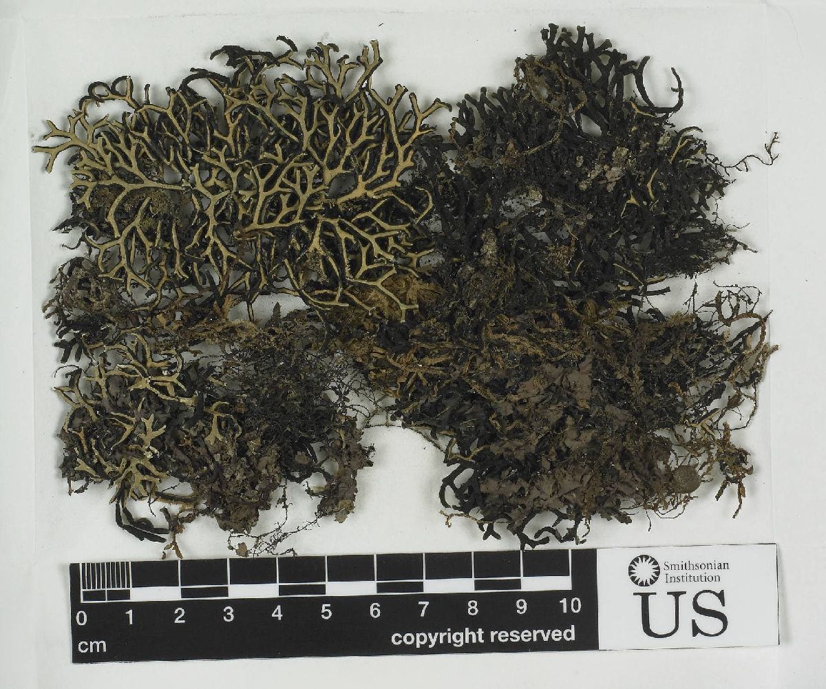 Anzia gregoriana image