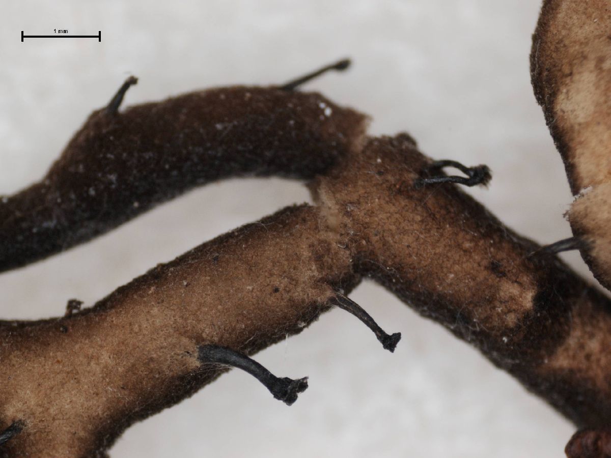 Anzia hypoleuca image