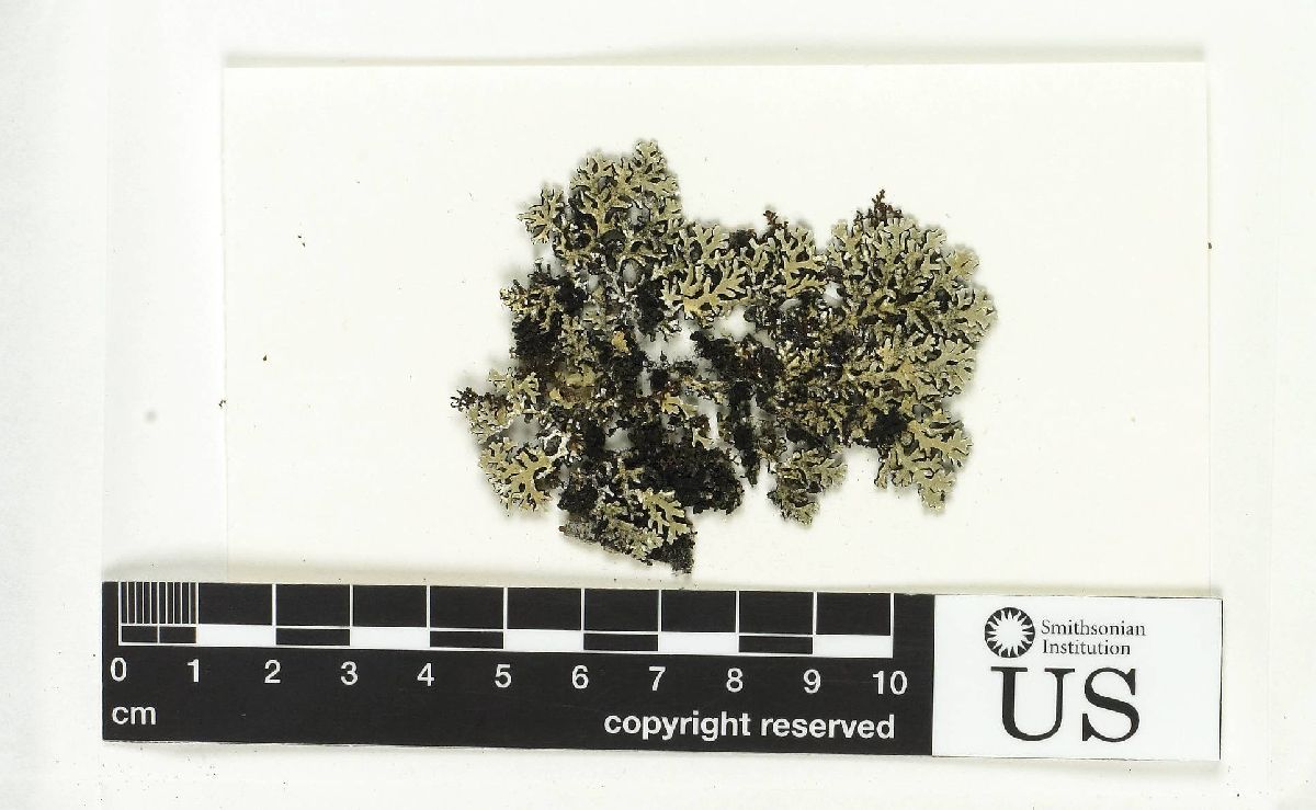 Anzia jamesii image