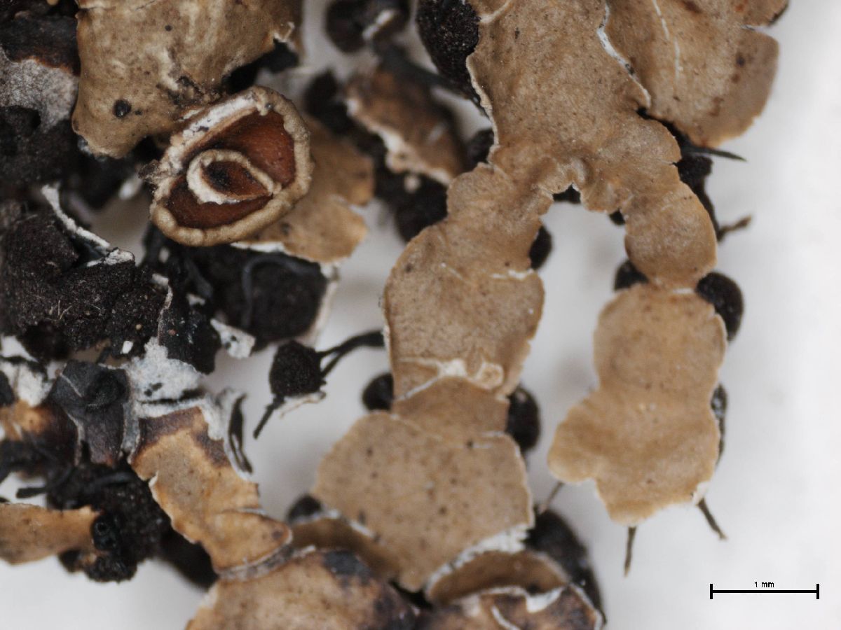 Anzia opuntiella image