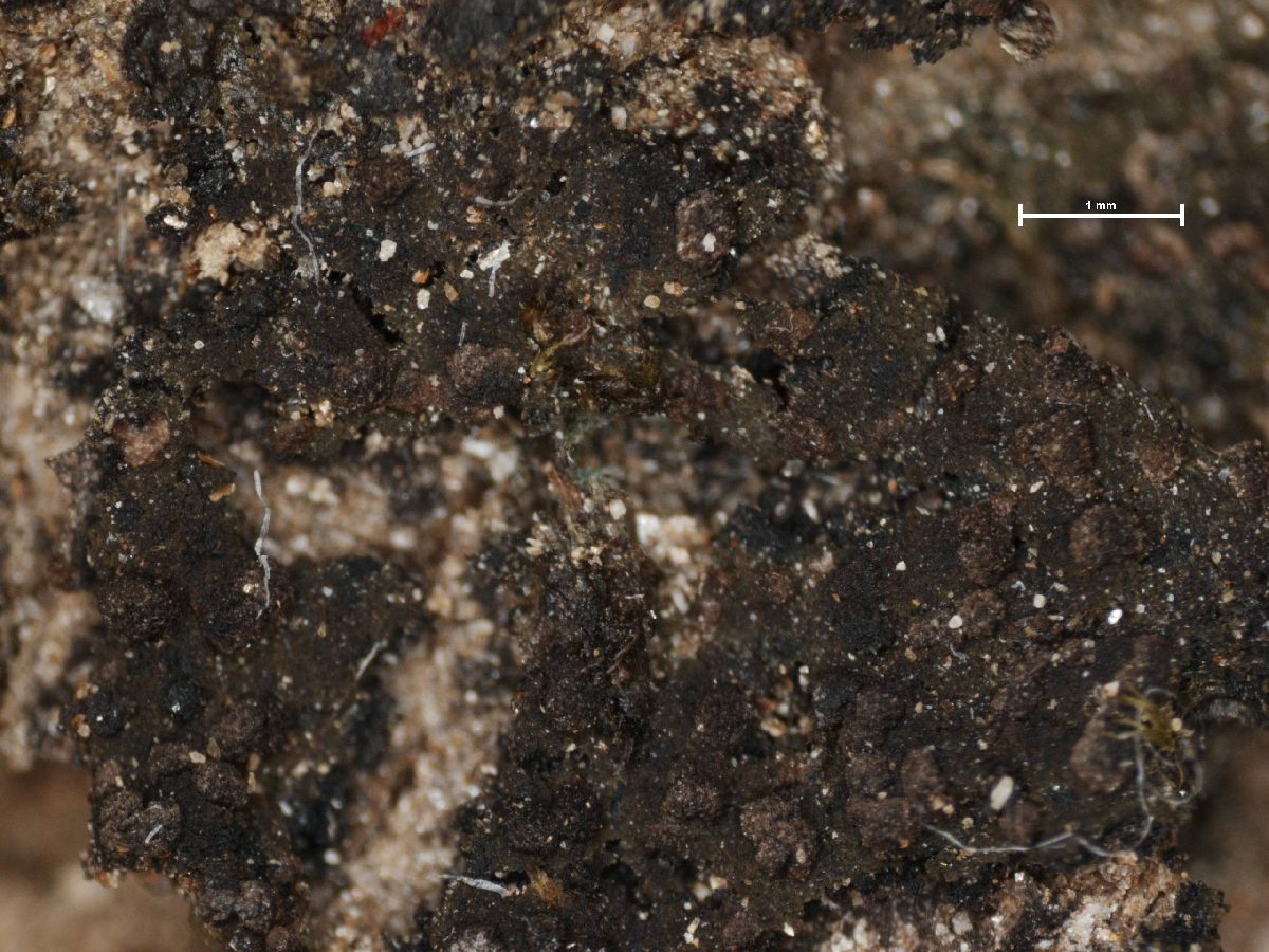 Aphanopsis coenosa image
