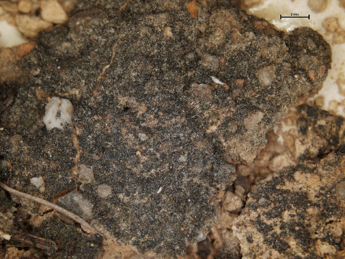 Aphanopsis image