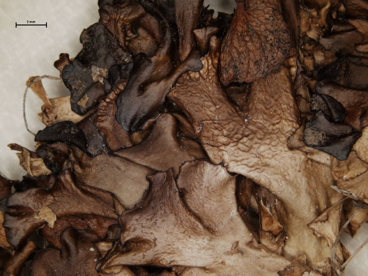 Arctocetraria andrejevii image