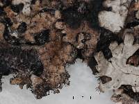 Arctoparmelia aleuritica image