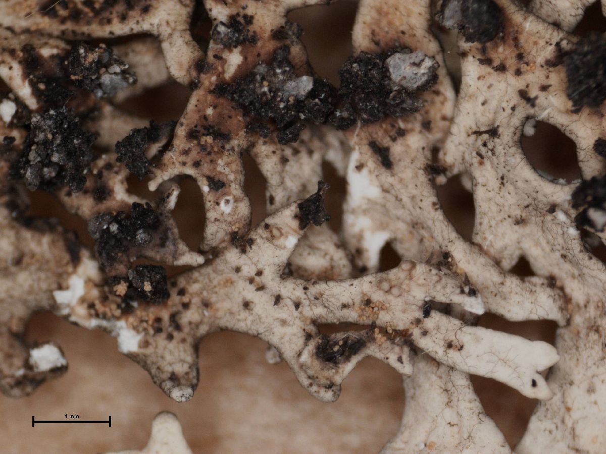 Arctoparmelia separata image