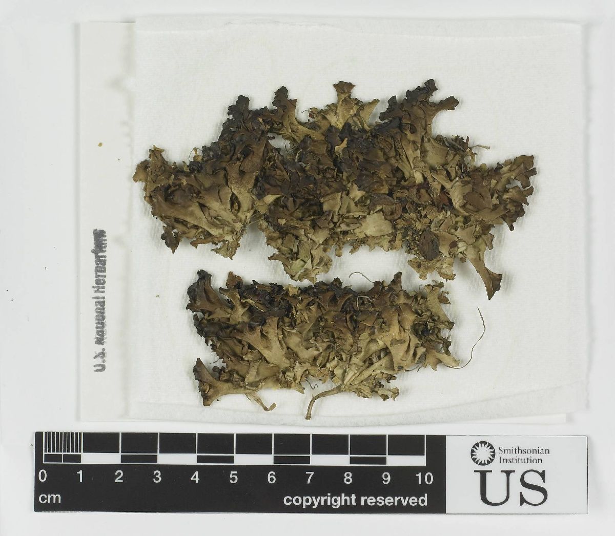 Arctocetraria andrejevii image