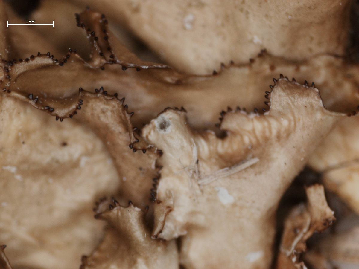 Arctocetraria image