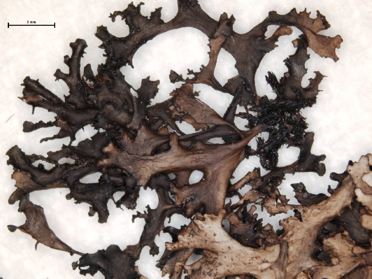 Arctocetraria nigricascens image