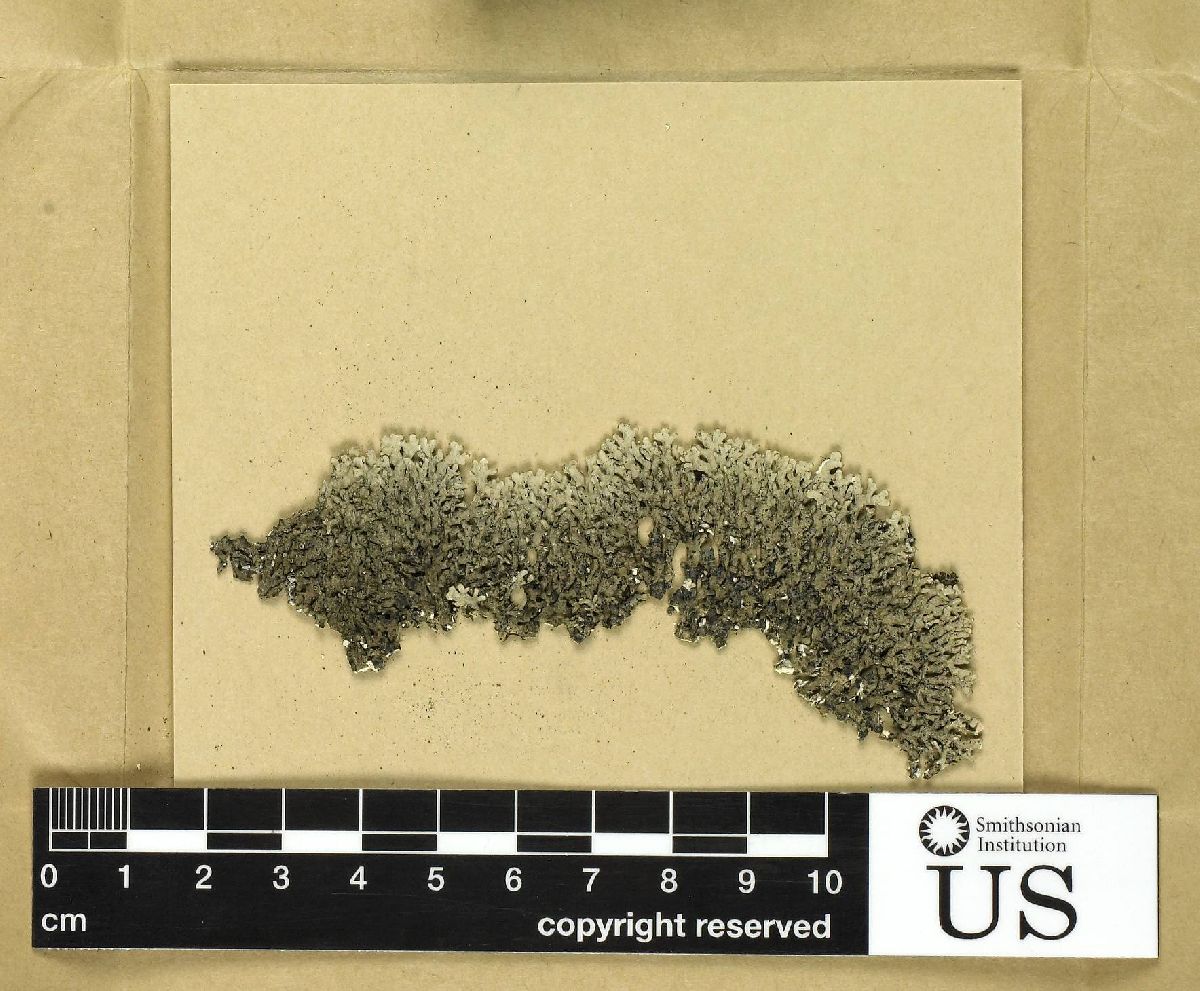 Arctoparmelia aleuritica image