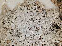 Arctoparmelia centrifuga image