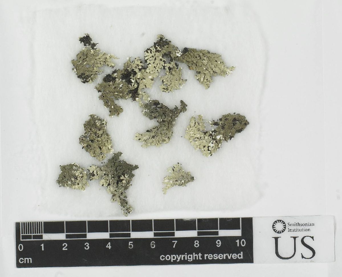 Arctoparmelia subcentrifuga image