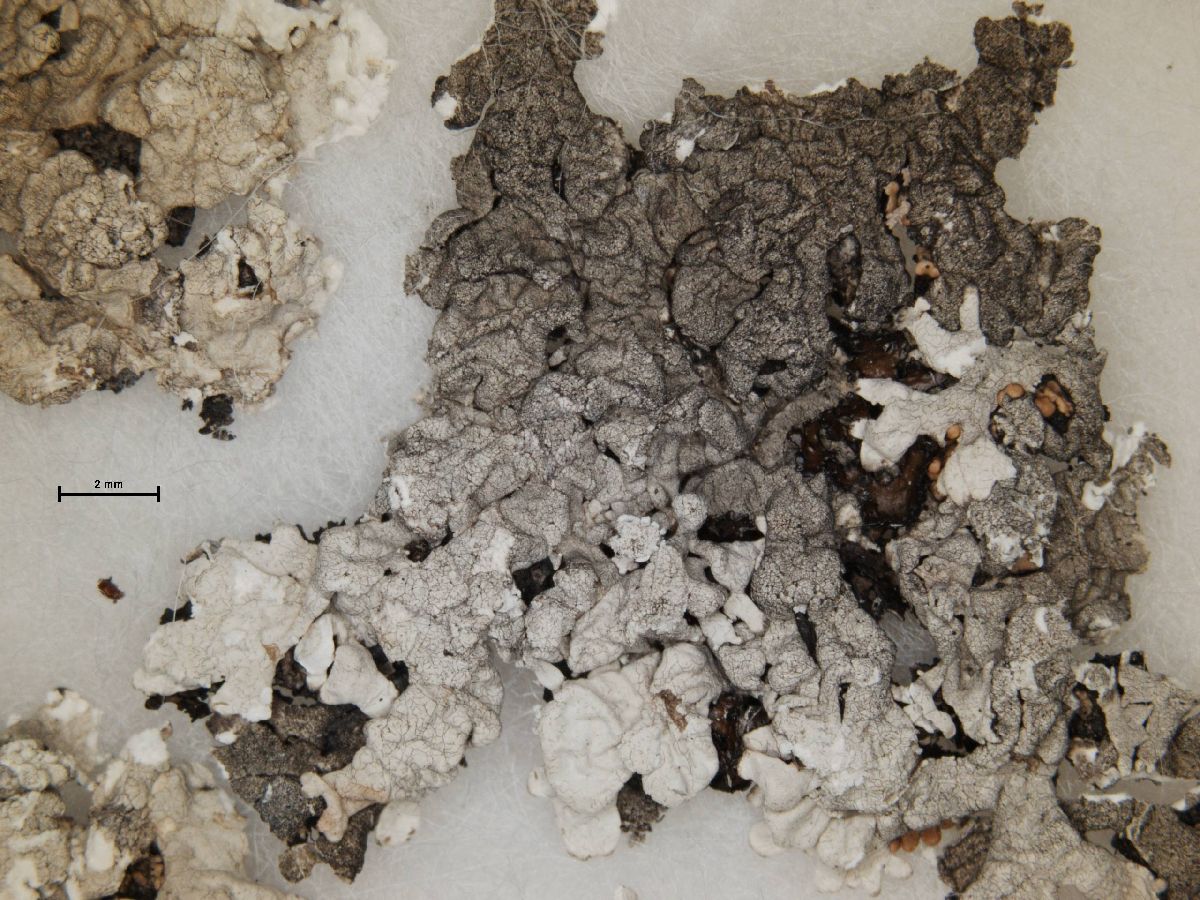 Arctoparmelia subcentrifuga image