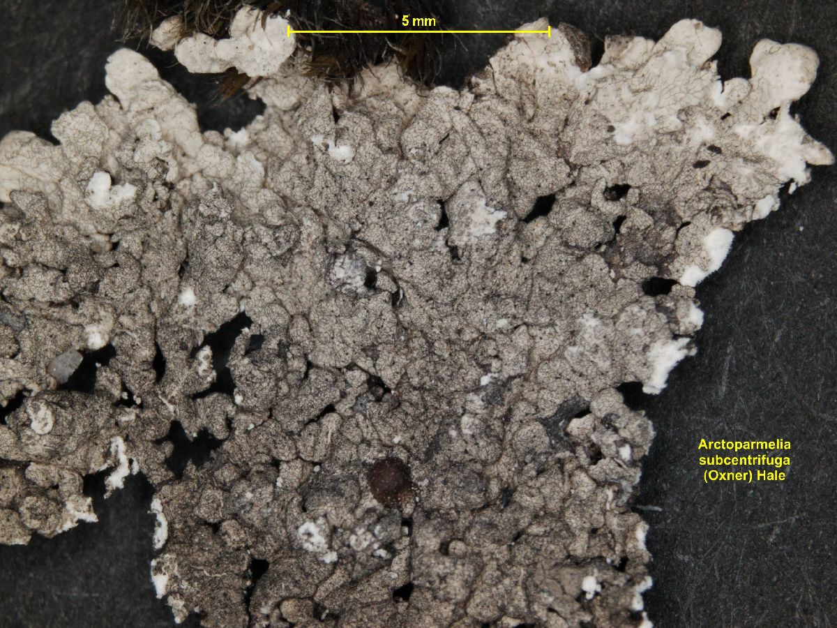 Arctoparmelia subcentrifuga image