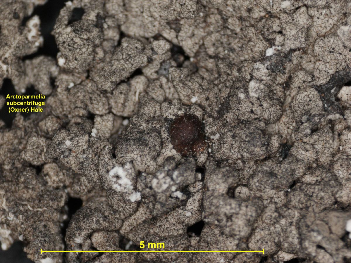 Arctoparmelia subcentrifuga image