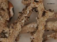 Argopsis megalospora image