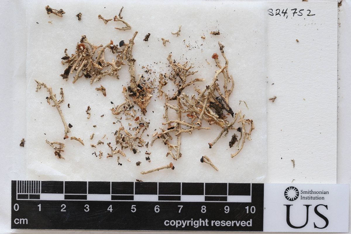 Argopsis megalospora image
