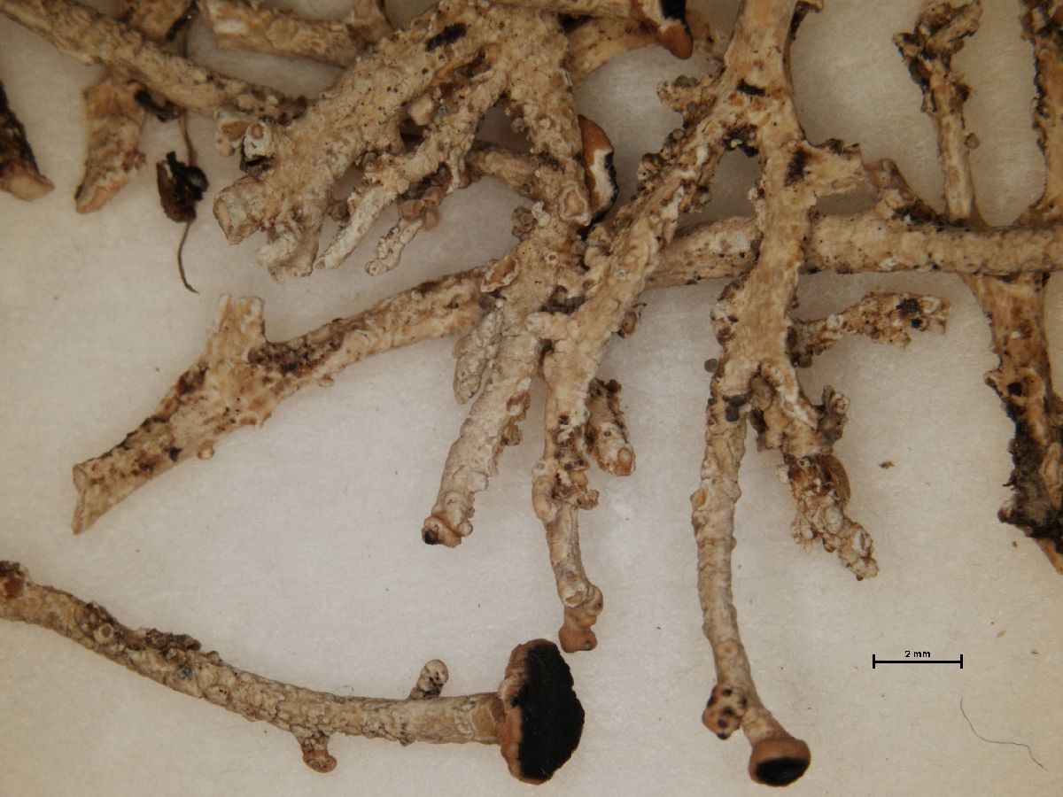 Argopsis megalospora image