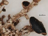 Argopsis megalospora image