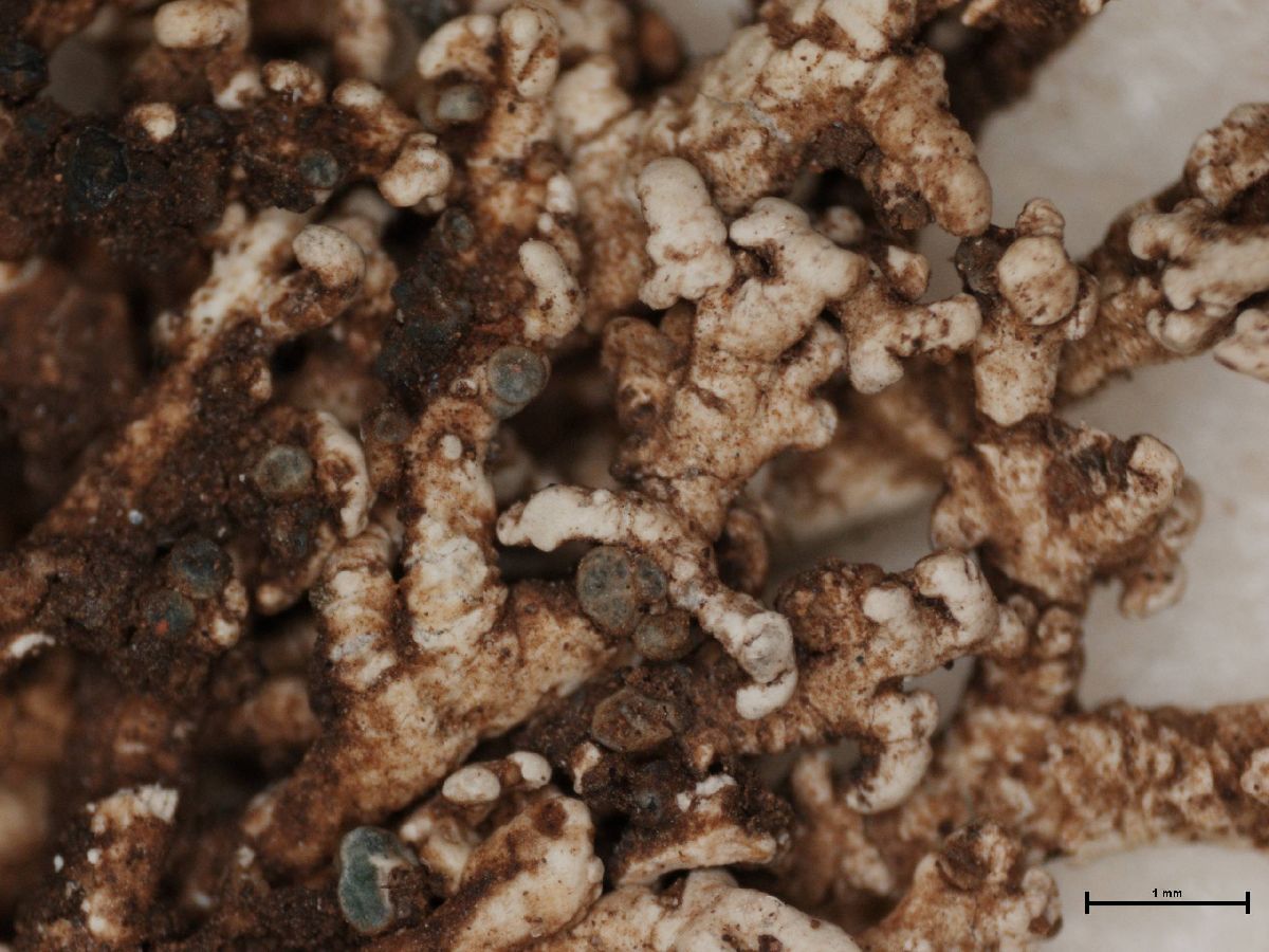 Brigantiaeaceae image