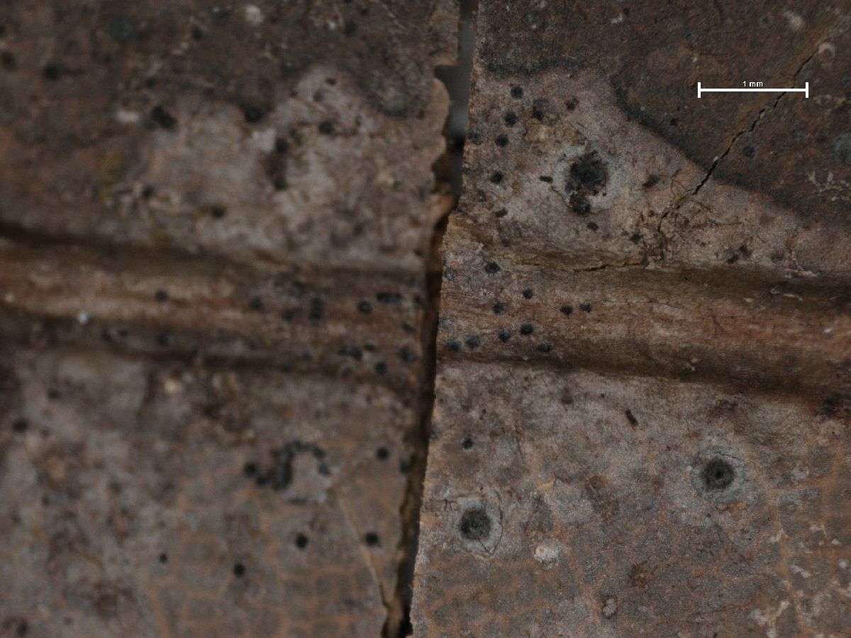 Arthonia aciniformis image