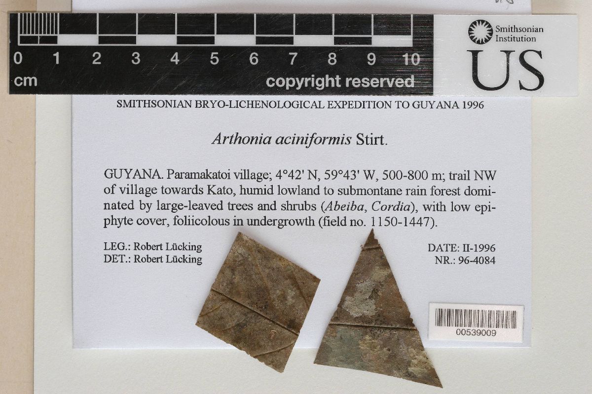Arthonia aciniformis image