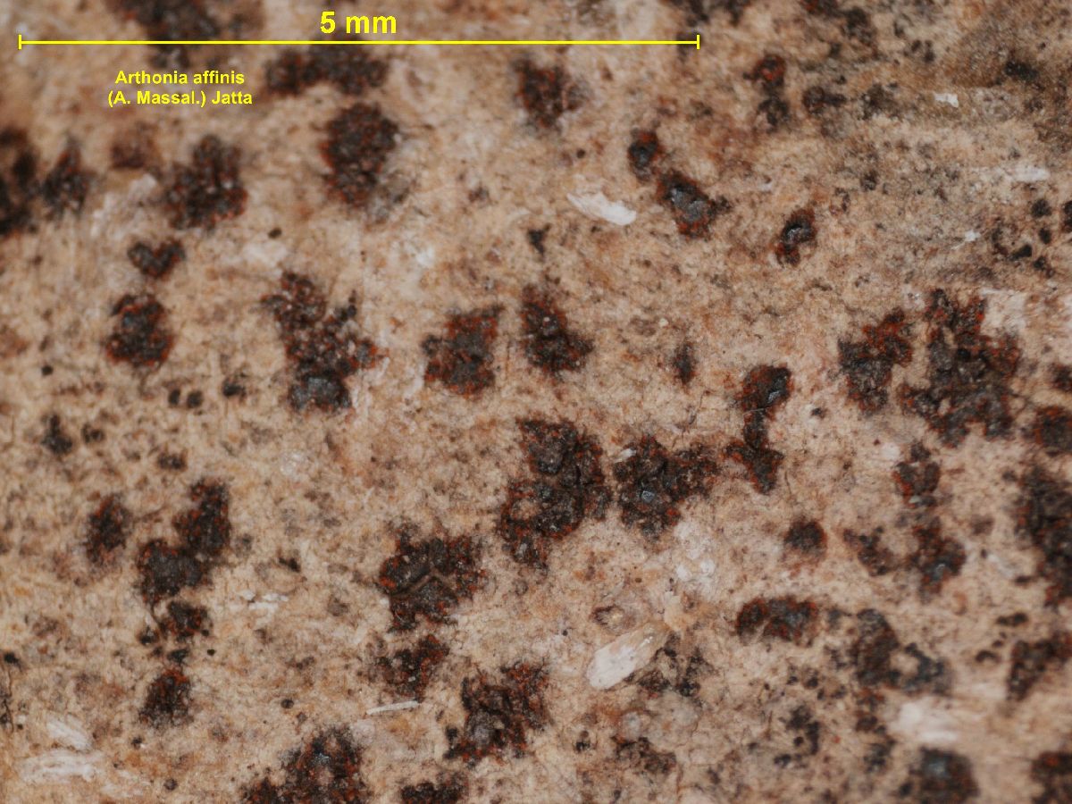 Arthonia affinis image