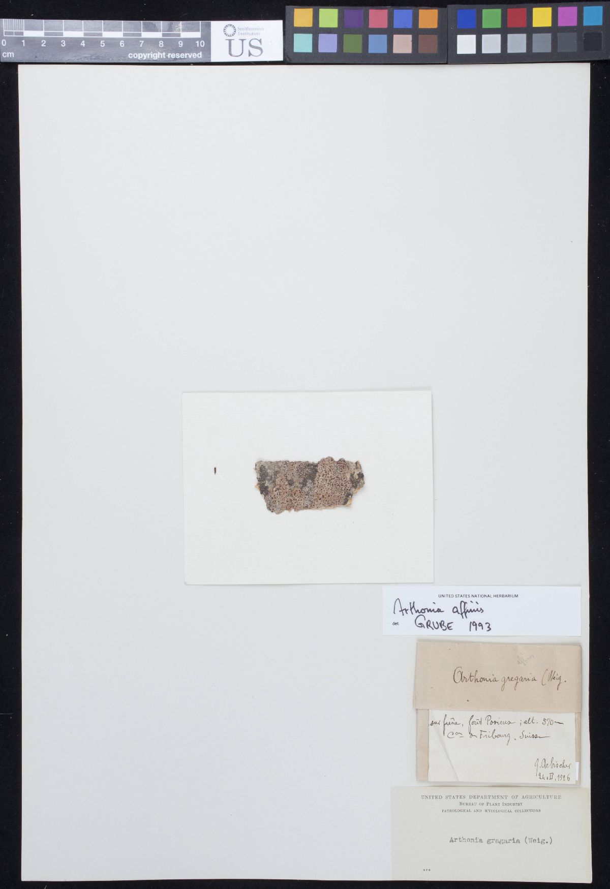 Arthonia affinis image