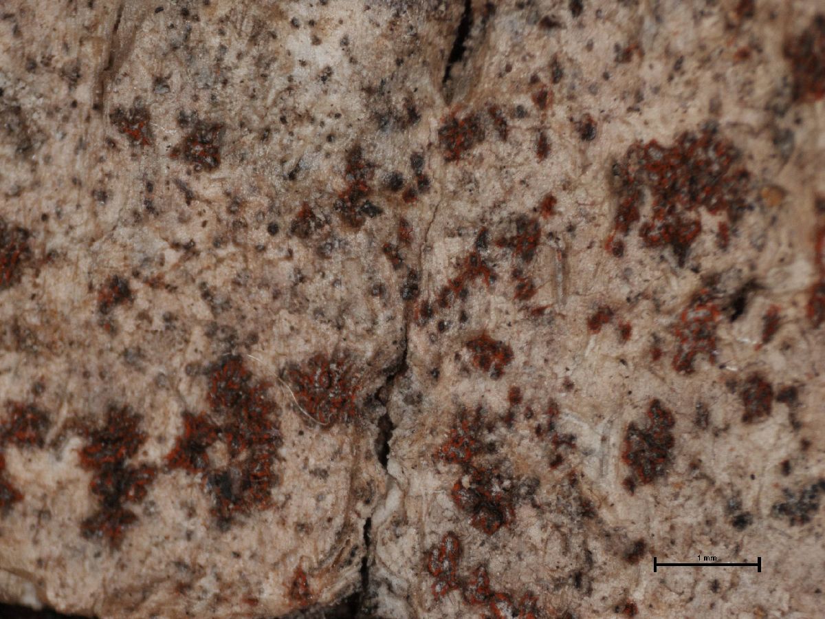 Arthonia affinis image