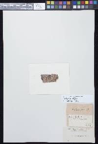 Arthonia affinis image