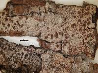 Arthonia affinis image