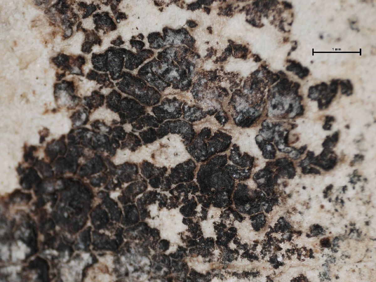 Arthonia alba image