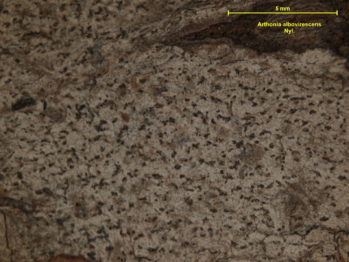Arthonia albovirescens image